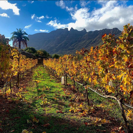 Tamerán Tamerán Malvasia Volcánica